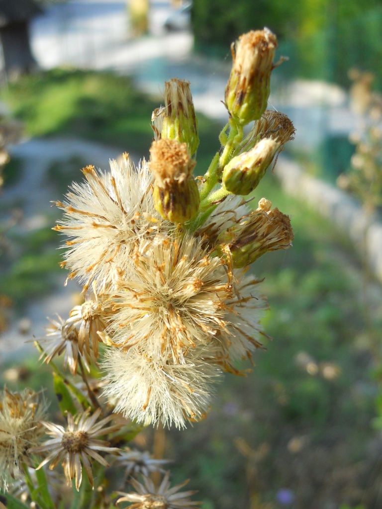 Dittrichia viscosa